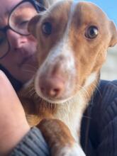 JAMIE, Hund, Podenco in Spanien - Bild 7