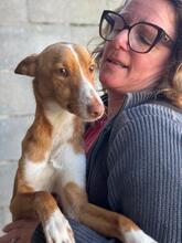 JAMIE, Hund, Podenco in Spanien - Bild 8