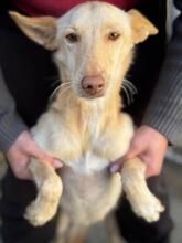 AVA, Hund, Podenco in Spanien - Bild 1