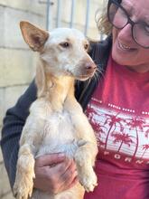 AVA, Hund, Podenco in Spanien - Bild 10