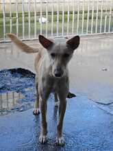 AVA, Hund, Podenco in Spanien - Bild 2