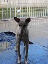 AVA, Hund, Podenco in Spanien - Bild 4