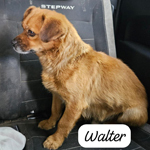 WALTER, Hund, Mischlingshund in Alzenau