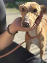 KATJA, Hund, Podenco in Spanien - Bild 1