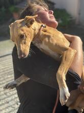 KATJA, Hund, Podenco in Spanien - Bild 3