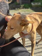 KATJA, Hund, Podenco in Spanien - Bild 5