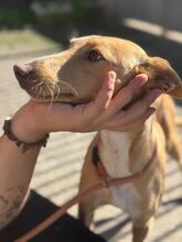 KATJA, Hund, Podenco in Spanien - Bild 6