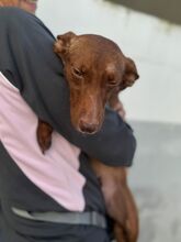 AVELLANA, Hund, Podenco in Spanien - Bild 2