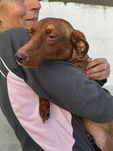 AVELLANA, Hund, Podenco in Spanien - Bild 3