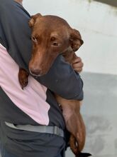 AVELLANA, Hund, Podenco in Spanien - Bild 4