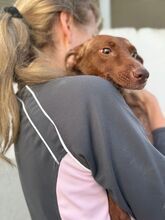 AVELLANA, Hund, Podenco in Spanien - Bild 5