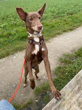 MORENA, Hund, Podenco in Beckum - Bild 1