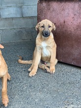 EWEN, Hund, Deutscher Schäferhund-Mix in Peiting - Bild 1