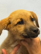 EWEN, Hund, Deutscher Schäferhund-Mix in Peiting - Bild 10