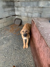 EWEN, Hund, Deutscher Schäferhund-Mix in Peiting - Bild 4