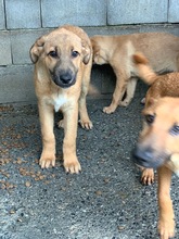 EWEN, Hund, Deutscher Schäferhund-Mix in Peiting - Bild 5