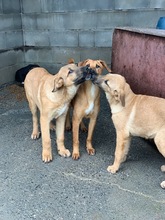 EWEN, Hund, Deutscher Schäferhund-Mix in Peiting - Bild 7