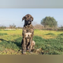 WISIN, Hund, Mastin del Pirineos in Spanien - Bild 2