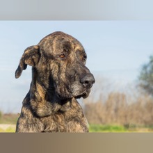 WISIN, Hund, Mastin del Pirineos in Spanien - Bild 5