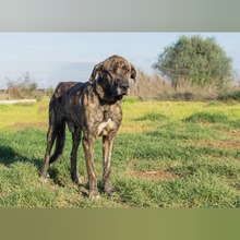 WISIN, Hund, Mastin del Pirineos in Spanien - Bild 6