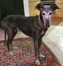 SAMBA, Hund, Galgo Español in Hermannsburg - Bild 1