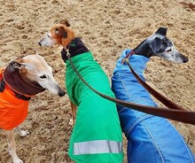 SAMBA, Hund, Galgo Español in Hermannsburg - Bild 6