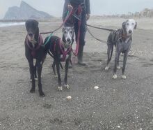 MIA, Hund, Galgo Español in Slowakische Republik - Bild 3