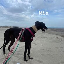 MIA, Hund, Galgo Español in Slowakische Republik - Bild 4