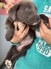 BLUE, Hund, Labrador-Mix in Spanien