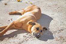 COCO, Hund, Mischlingshund in Spanien - Bild 5