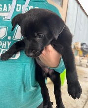 SHADOW, Hund, Labrador-Mix in Spanien