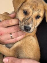 CARAMELO, Hund, Labrador-Mix in Spanien