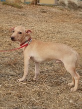 JERRY, Hund, Podenco Maneto-Mix in Spanien - Bild 10