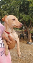 JERRY, Hund, Podenco Maneto-Mix in Spanien - Bild 11