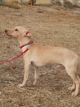 JERRY, Hund, Podenco Maneto-Mix in Spanien - Bild 2