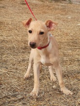 JERRY, Hund, Podenco Maneto-Mix in Spanien - Bild 4