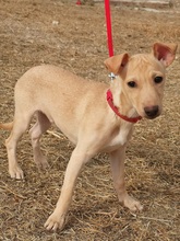 JERRY, Hund, Podenco Maneto-Mix in Spanien - Bild 6