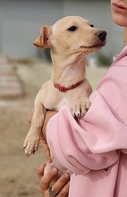 JERRY, Hund, Podenco Maneto-Mix in Spanien - Bild 7