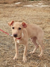 JERRY, Hund, Podenco Maneto-Mix in Spanien - Bild 8