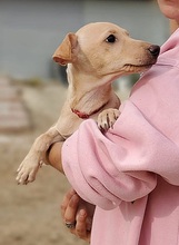 JERRY, Hund, Podenco Maneto-Mix in Spanien - Bild 9