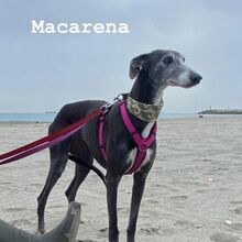 MACARENA, Hund, Galgo Español in Spanien