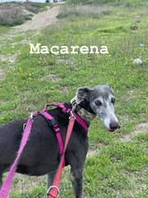 MACARENA, Hund, Galgo Español in Spanien - Bild 2