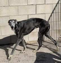 MACARENA, Hund, Galgo Español in Spanien - Bild 4