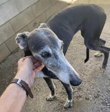 MACARENA, Hund, Galgo Español in Spanien - Bild 5