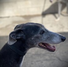 MACARENA, Hund, Galgo Español in Spanien - Bild 6