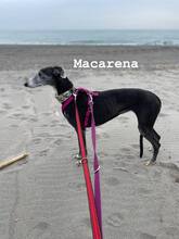 MACARENA, Hund, Galgo Español in Spanien - Bild 7