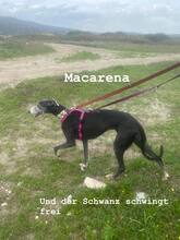 MACARENA, Hund, Galgo Español in Spanien - Bild 8