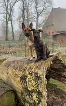 SOPLO, Hund, Mischlingshund in Sumte - Bild 2