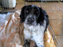 CASPER, Hund, Epagneul Breton in Spanien