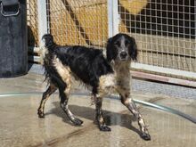 CASPER, Hund, Epagneul Breton in Spanien - Bild 2